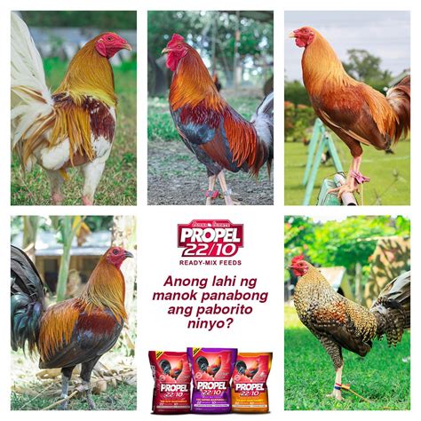 mga lahi ng manok panabong|IBA'T IBANG LAHI NG INAHING MANOK .